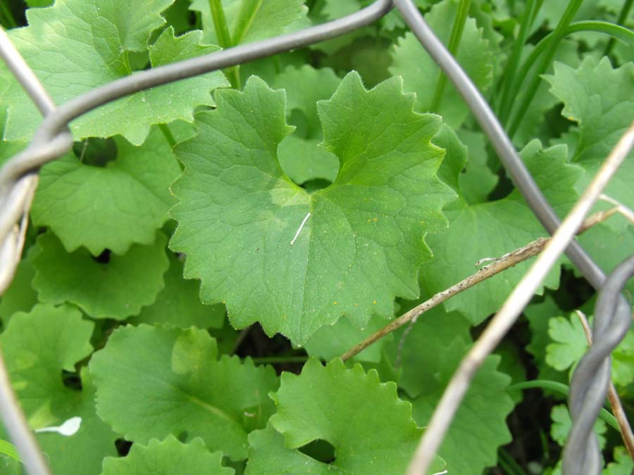 Doronicum columnae